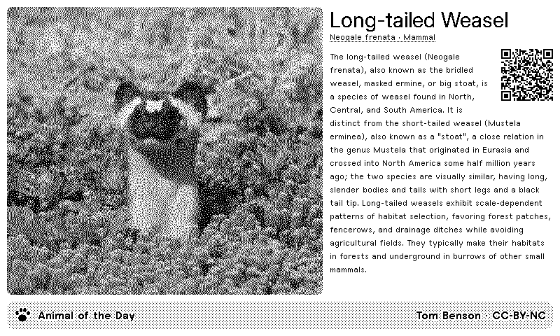 Animal of the Day preview